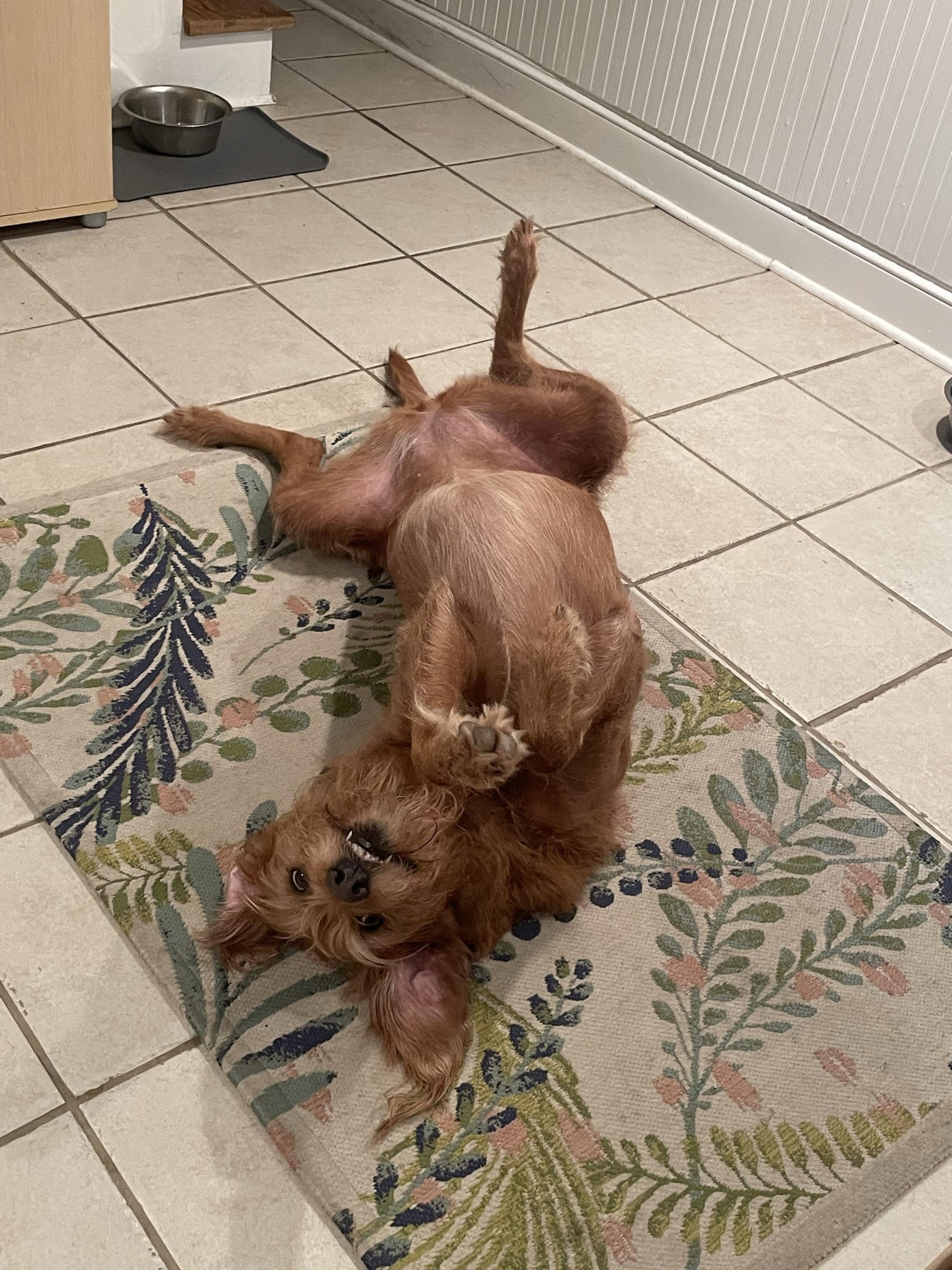 Ida on back waiting for belly rub